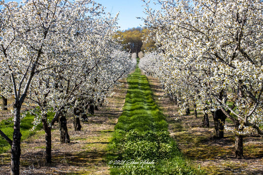 Cherry Blossoms in Leelanau County