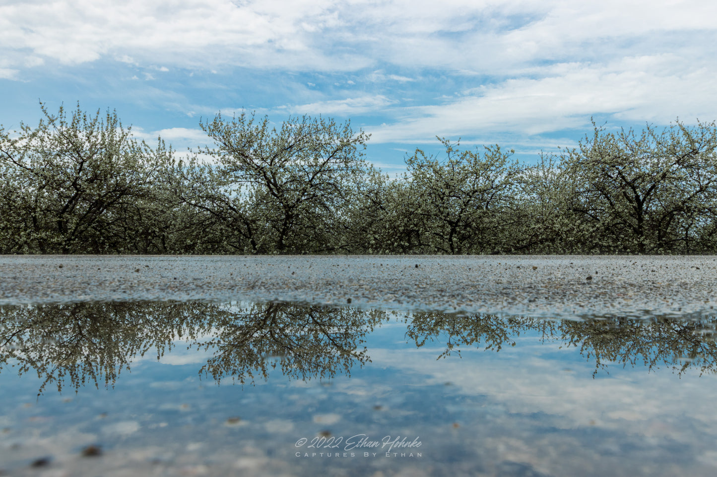 Cherry Blossom Reflections - Print