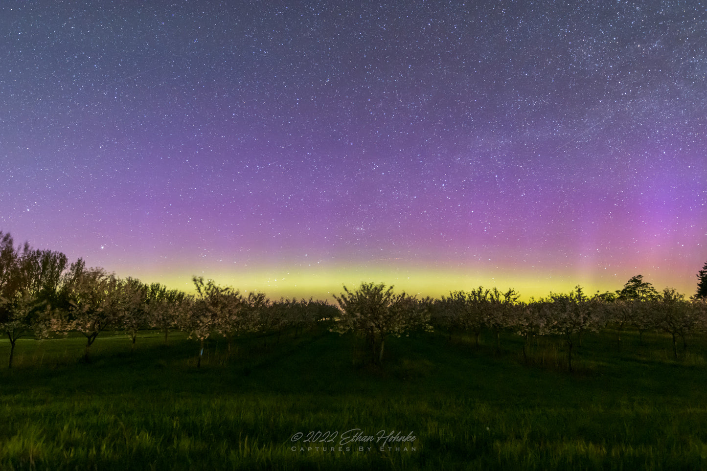 Cherry Blossom Aurora - Print