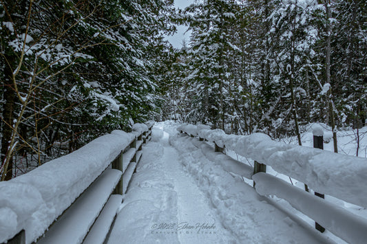 Wintery Walk in the Upper Peninsula - Print