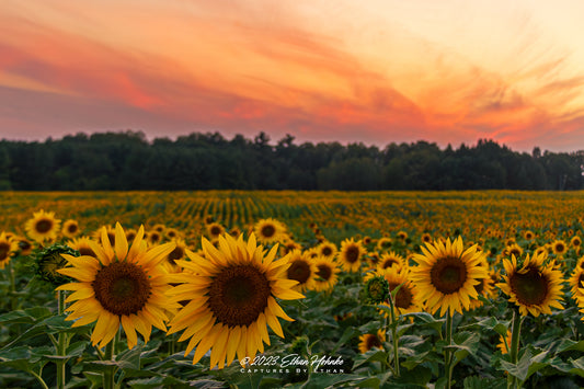 Sunflower Sunset at Maple Bay
