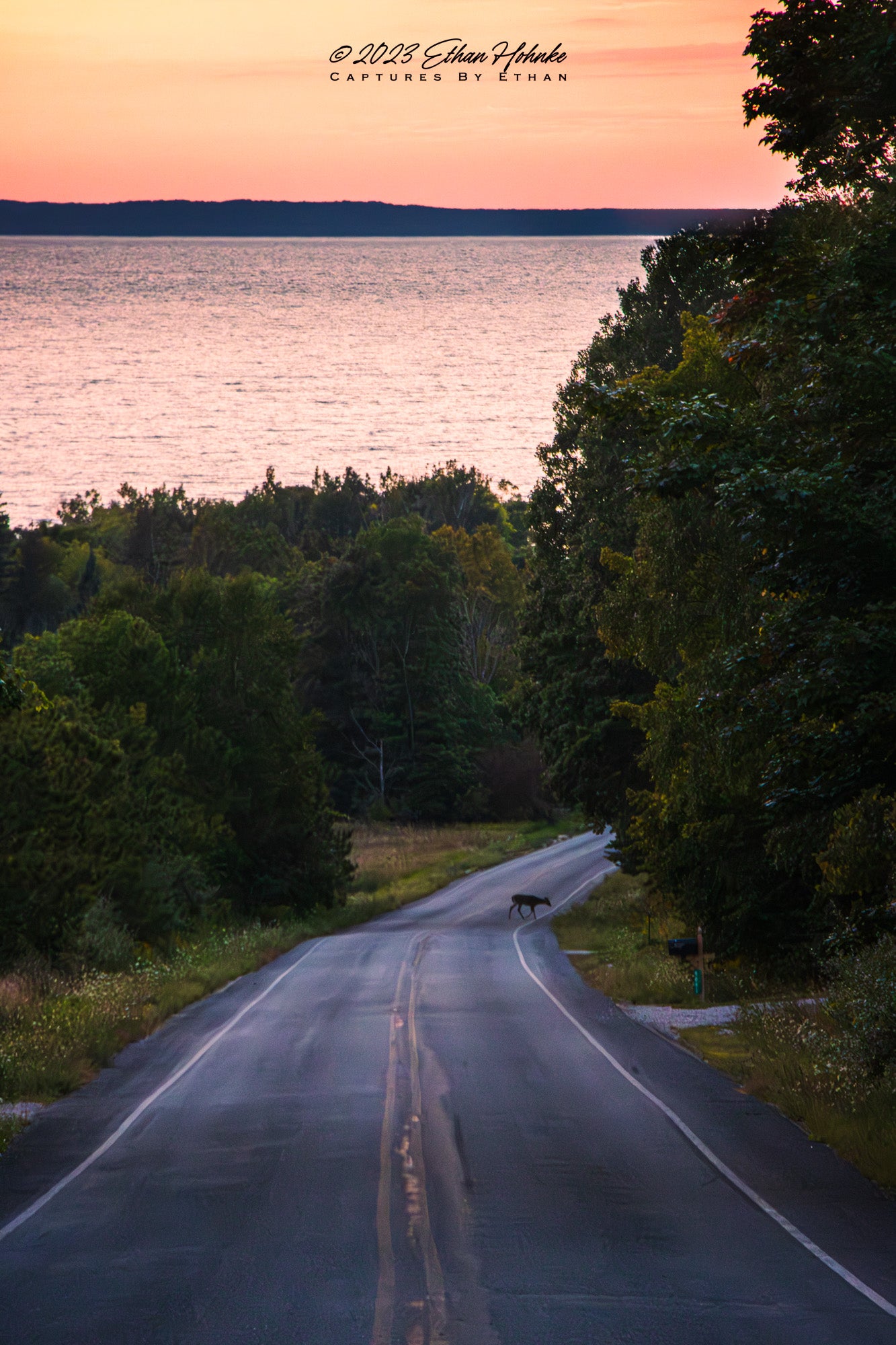Deer Crossing Road at Sunset near Gills Pier (Portrait Orientation) - Print