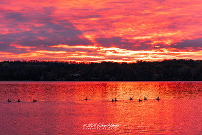 Morning Swim Sunrise over Lake Leelanau, Veteran's Day 2023 - Print