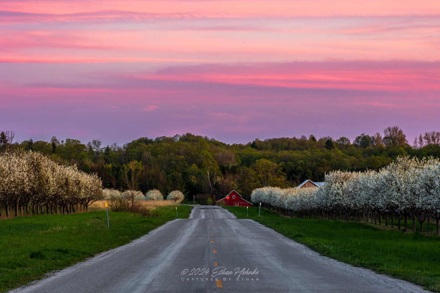 Cherry Blossom Sunset in Leelanau County - Print