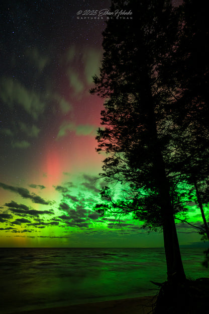 Rooted In Earth, Gazing at the Heavens - Aurora at Magoon Creek Natural Area (Portrait Orientation) - Print