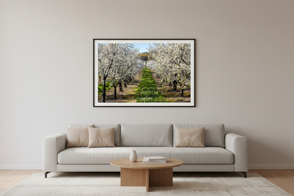 Large fine art landscape print of cherry blossoms in Leelanau County Michigan orchard displayed in modern living room