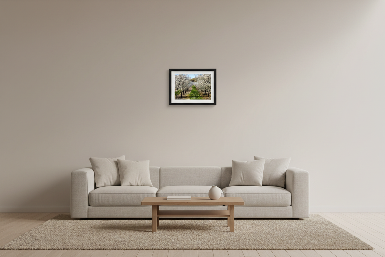 Small fine art landscape print of cherry blossoms in Leelanau County Michigan orchard displayed in modern living room