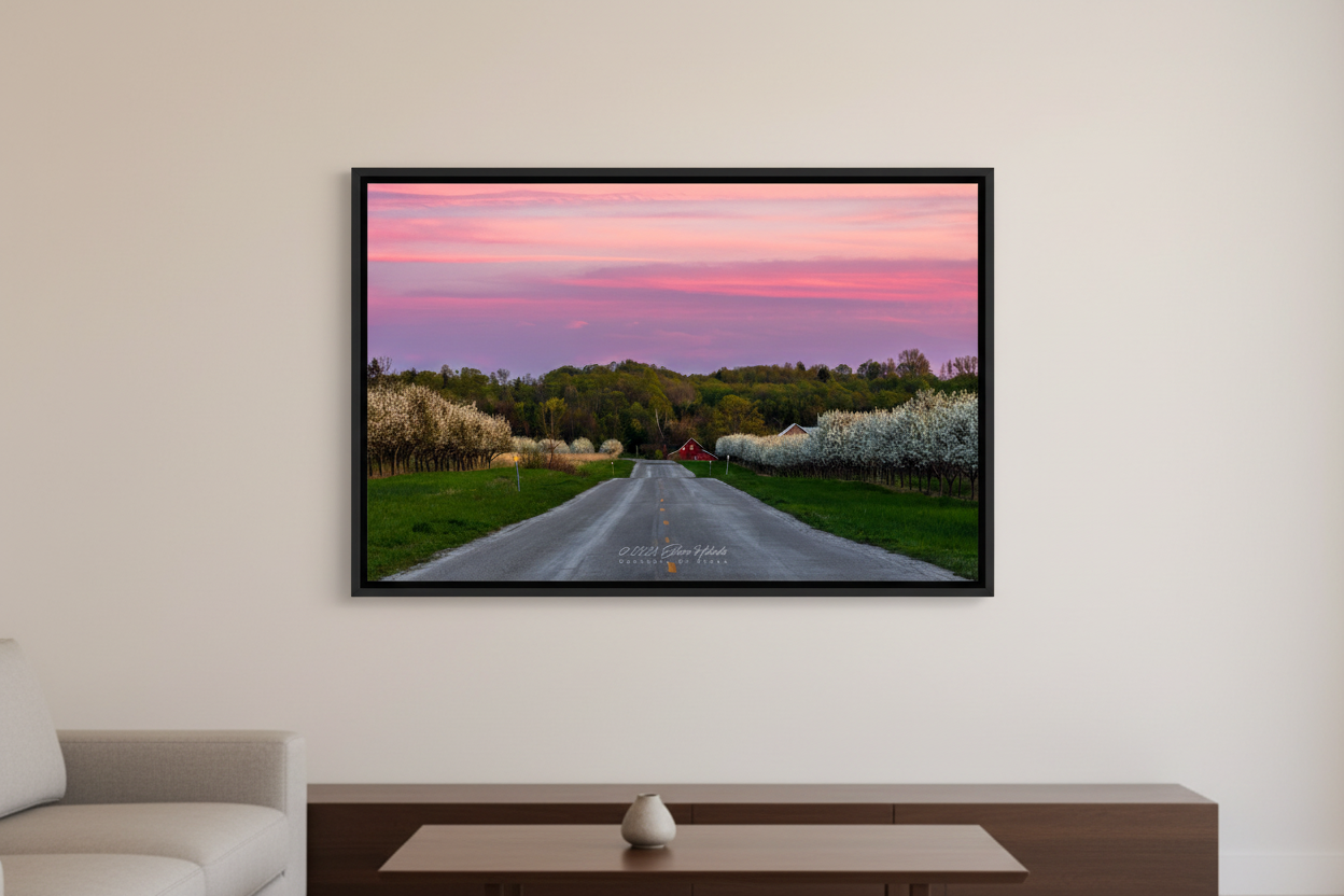 Large fine art print of cherry blossom orchard lining a centered rural road leading to a red barn under a vivid pink magenta purple sunset sky in Leelanau County Michigan May 5 2024 displayed in modern living room
