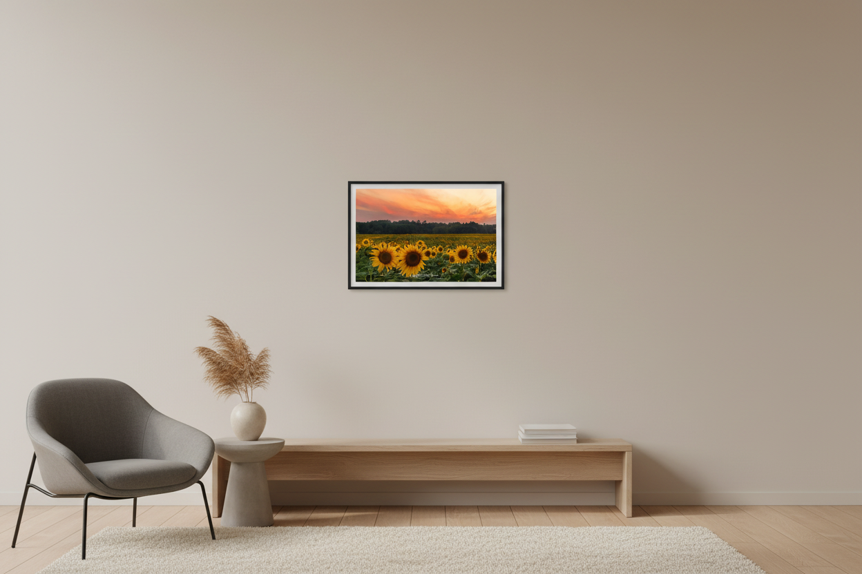 Small fine art landscape print of vibrant sunflower field at golden hour with dramatic orange and pink sunset sky over silhouetted treeline at Maple Bay August 2023 displayed in modern living room