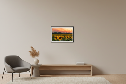 Small fine art landscape print of vibrant sunflower field at golden hour with dramatic orange and pink sunset sky over silhouetted treeline at Maple Bay August 2023 displayed in modern living room
