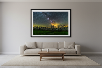 Large fine art landscape print of the Milky Way core rising above rows of blooming cherry trees with warm golden horizon glow and lush green grass in foreground May 15 2023 displayed in modern living room